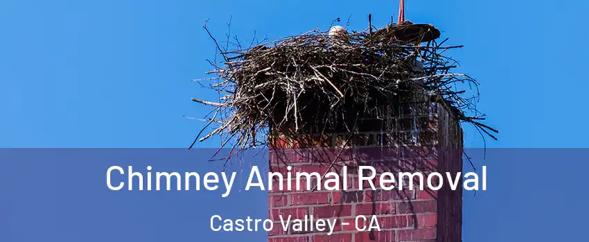 Chimney Animal Removal Castro Valley - CA