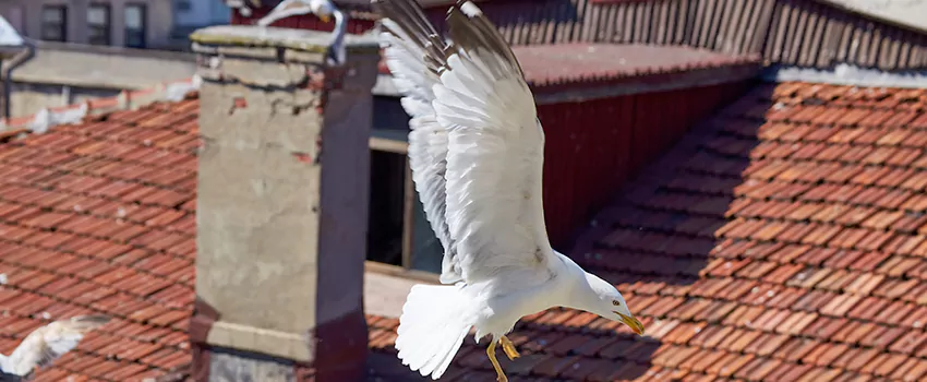 Residential Chimney Animal Removal Solution in Castro Valley, CA